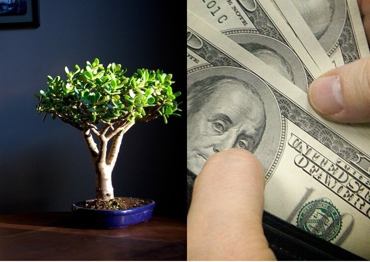 Денежное дерево