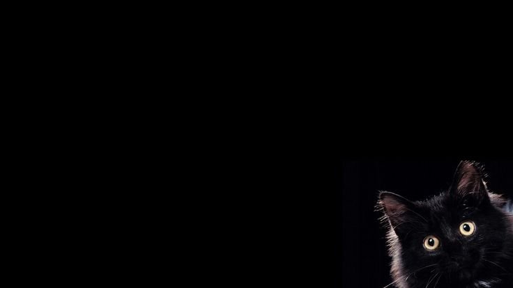 Котик на черном фоне