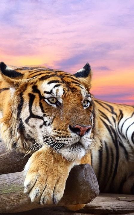 Тигр на заставку