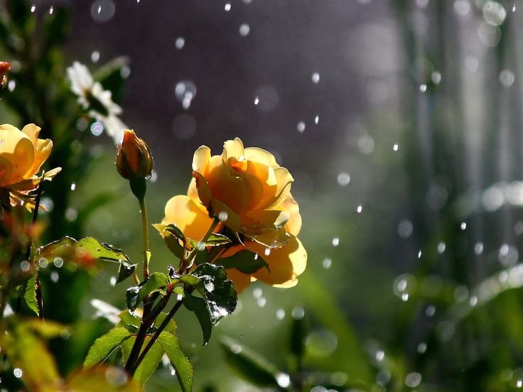 Природа макро