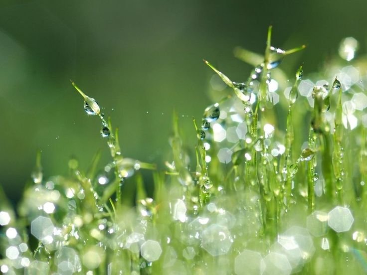 Макросъемка природа