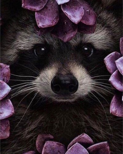 Енот в цветах