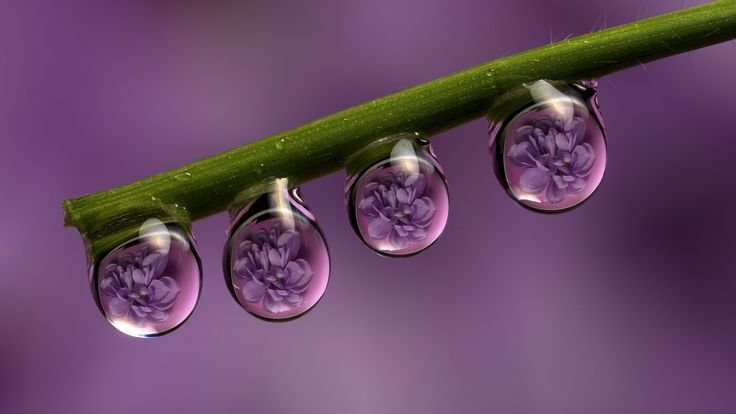 Цветы Макросъемка