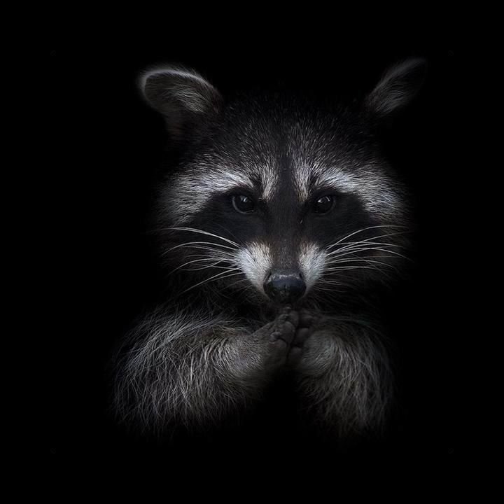 Енот на аву