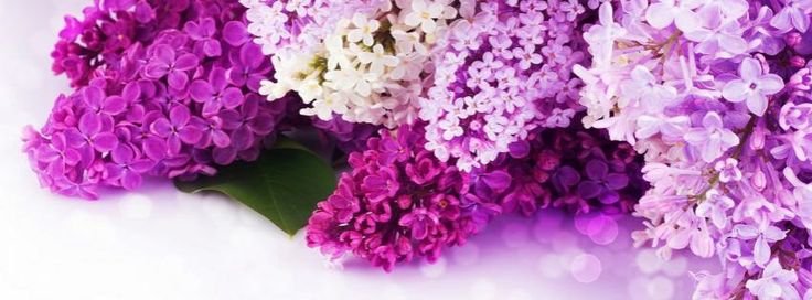 Фон цветы сирень