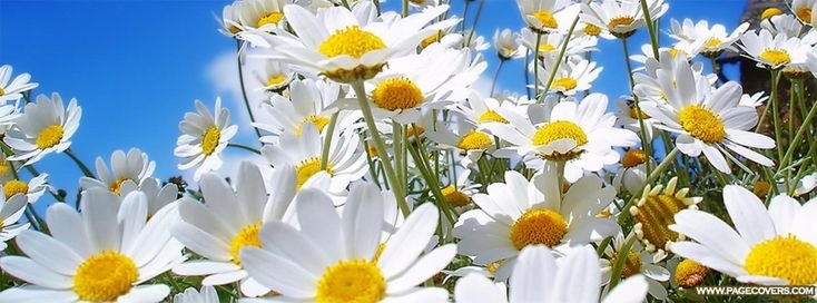 Обложка для фейсбука лето