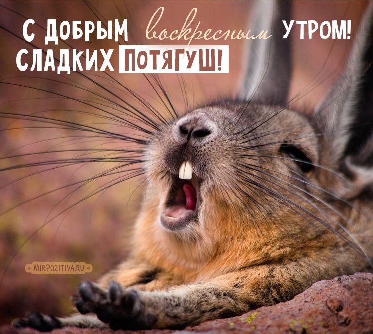 Вискаша зевает