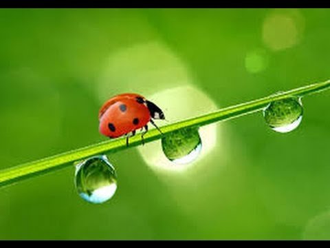 Заставка на рабочий стол Божья коровка