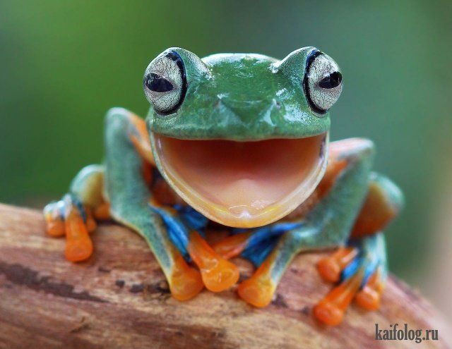 Лягушка водонос зубы
