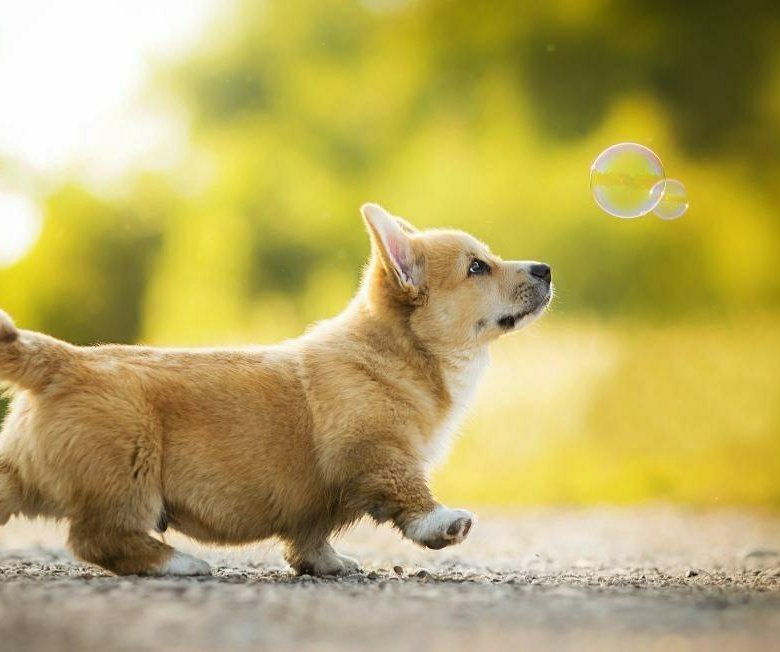 Вельш-корги пемброк