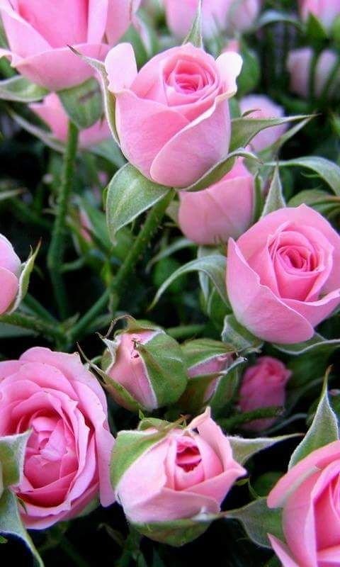 Красивые цветы