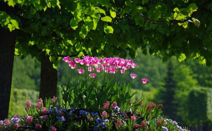 Природа цветы