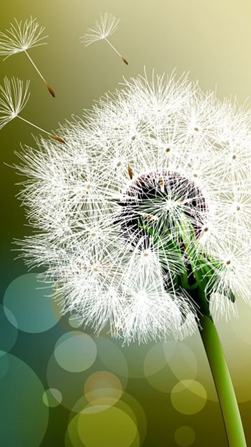 Одуванчик самсунг галакси s3