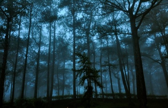 Форкс лес Сумерки Сумерки