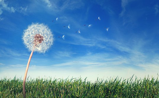 Обои самсунг одуванчик