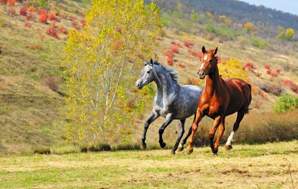 Красивые лошади на природе