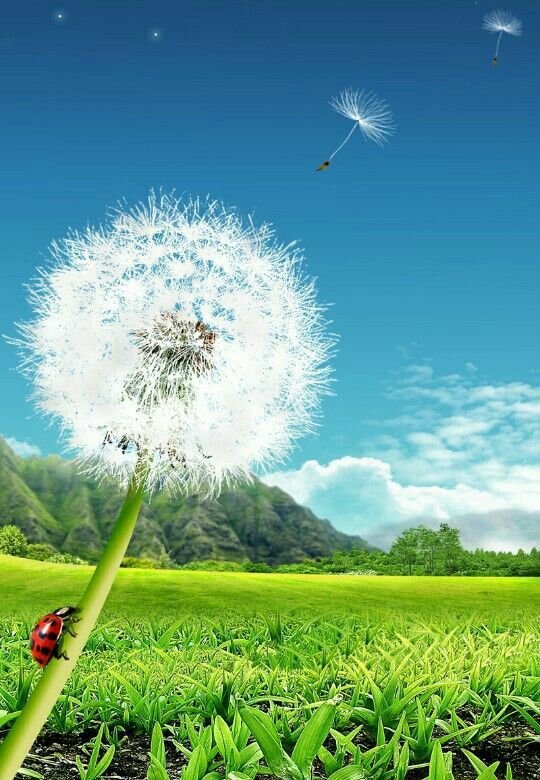 Красивые одуванчики