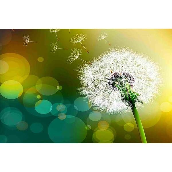 Картина одуванчик
