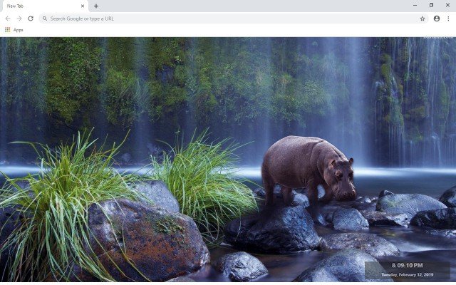 Бегемот обои