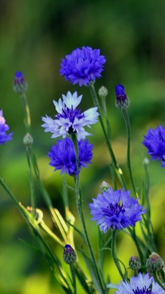 Василек обыкновенный