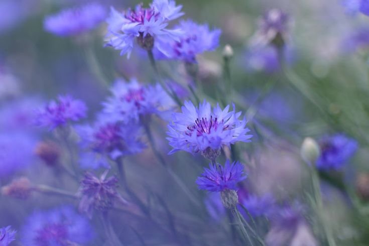 Василек сиреневый Луговой