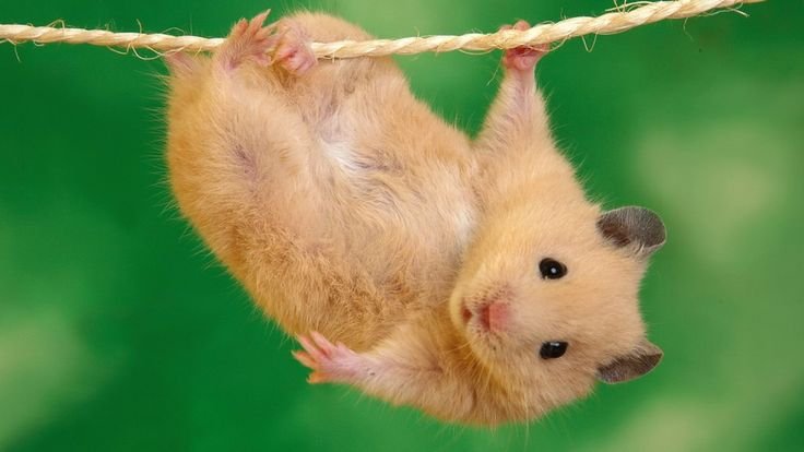 Смешные хомячки