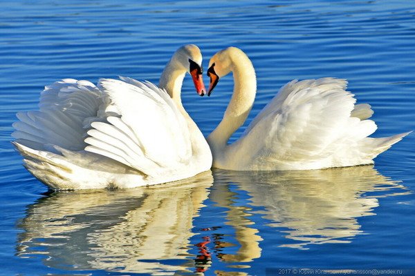 Шикарный лебедь