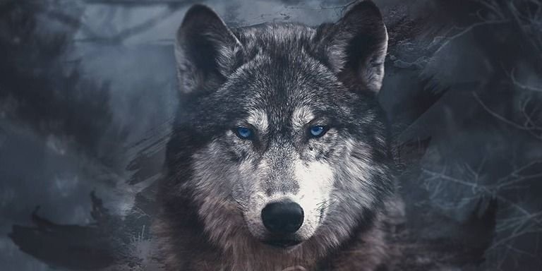 Красивый волк