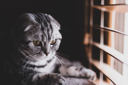 Шотландская вислоухая черный табби