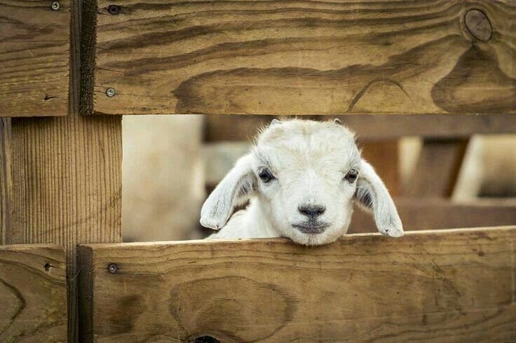 Милые ягнята