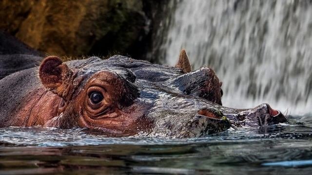 Обыкновенный Бегемот