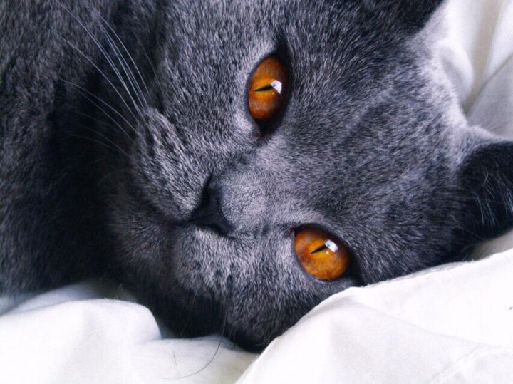 Кошка серая