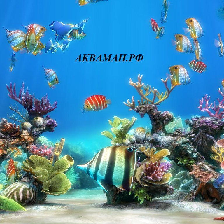 Подводный мир аквариума