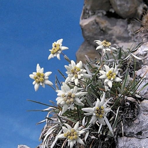 Горный цветок Эдельвейс