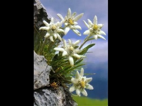 Горный цветок Эдельвейс