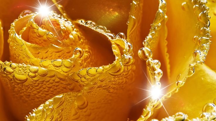 Цветы Макросъемка