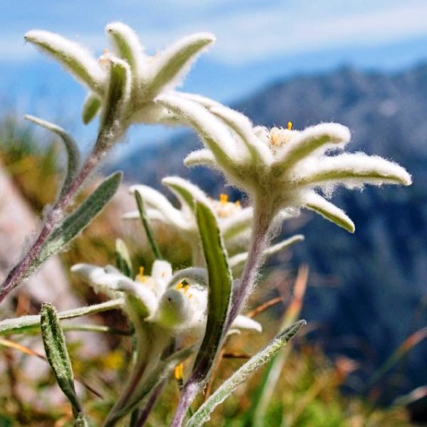 Высокогорный цветок Эдельвейс