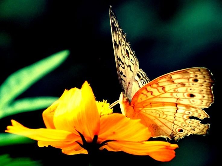 Обои на рабочий стол бабочки
