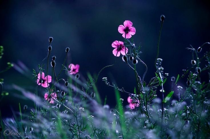 Фиолетовые цветы