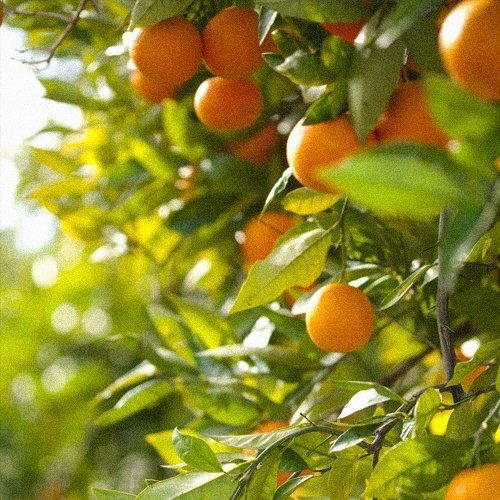 Апельсин дерево