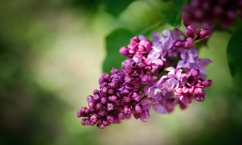 Сирень Вильгельм Пфитцер