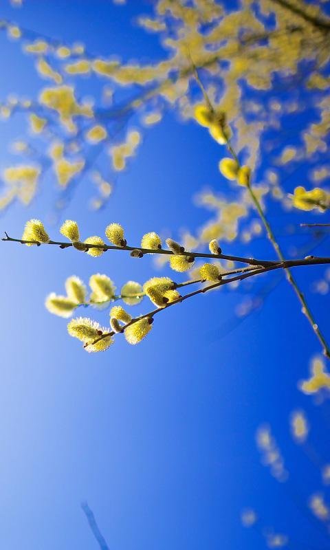 Весенние заставки на самсунг