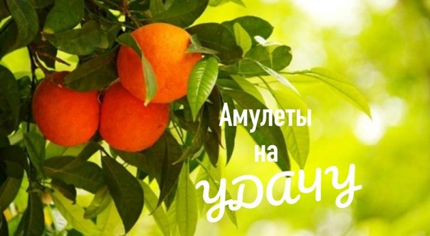 Апельсиновое дерево