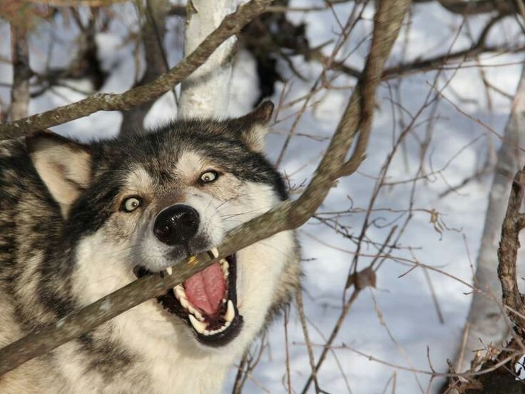 Чехословацкий влчак зубы