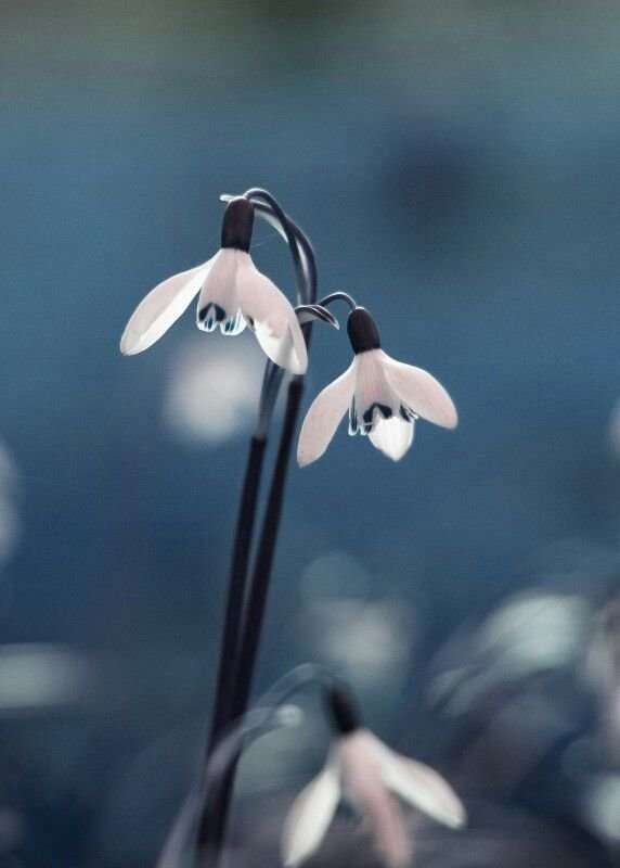 Необычная Весна