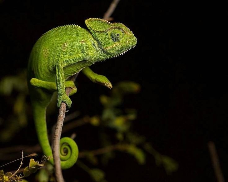 Ящерица хамелеон