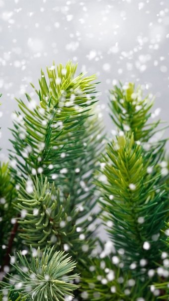 Сосны в снегу