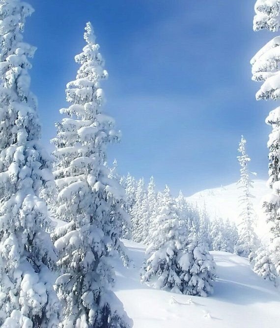 Сказочный зимний лес