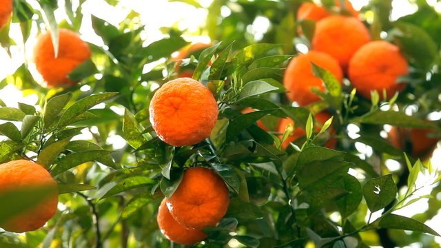 Мандариновое дерево фен шуй