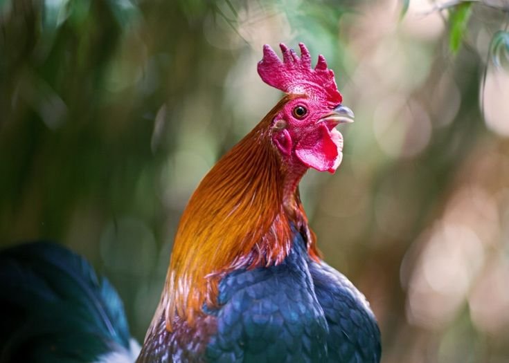 Петух фото